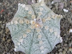 Astrophytum Z Jasenné pot 6,5 cm - 12407856