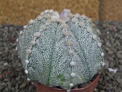 Astrophytum Z Jasenné pot 6,5 cm - 12407857