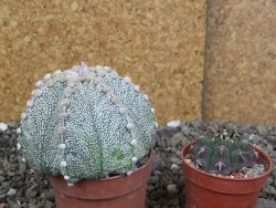 Astrophytum Z Jasenné pot 6,5 cm - 12407876