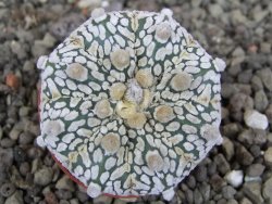 Astrophytum Z Jasenné pot 5,5 cm - 12407862