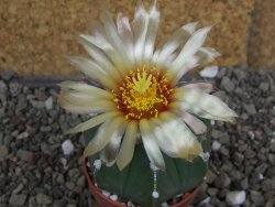 Astrophytum Z Jasenné pot 5,5 cm - 12407865