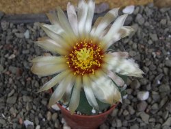 Astrophytum Z Jasenné pot 5,5 cm - 12407866