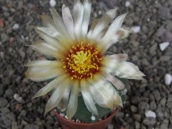 Astrophytum Z Jasenné pot 5,5 cm - 12407868