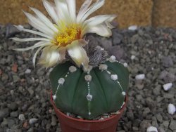 Astrophytum Z Jasenné pot 5,5 cm - 12407869