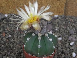 Astrophytum Z Jasenné pot 5,5 cm - 12407870