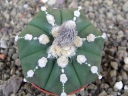 Astrophytum Z Jasenné pot 5,5 cm - 12407871