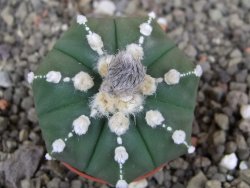 Astrophytum Z Jasenné pot 5,5 cm - 12407872
