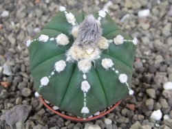 Astrophytum Z Jasenné pot 5,5 cm - 12407873