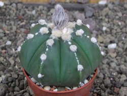 Astrophytum Z Jasenné pot 5,5 cm - 12407874