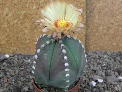 Astrophytum Z Jasenné pot 6,5 cm - 12407879