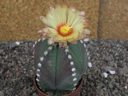 Astrophytum Z Jasenné pot 6,5 cm - 12407880