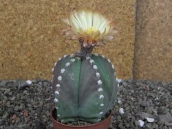 Astrophytum Z Jasenné pot 6,5 cm - 12407881