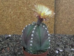 Astrophytum Z Jasenné pot 6,5 cm - 12407882