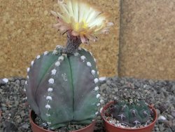 Astrophytum Z Jasenné pot 6,5 cm - 12407883