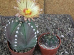 Astrophytum Z Jasenné pot 6,5 cm - 12407884