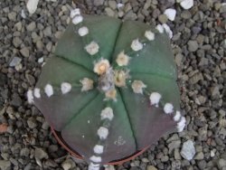 Astrophytum Z Jasenné pot 6,5 cm - 12407885