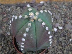 Astrophytum Z Jasenné pot 6,5 cm - 12407886