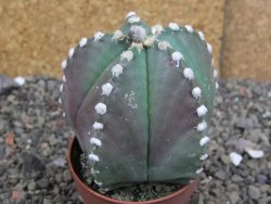Astrophytum Z Jasenné pot 6,5 cm - 12407887