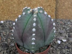 Astrophytum Z Jasenné pot 6,5 cm - 12407888