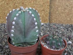 Astrophytum Z Jasenné pot 6,5 cm - 12407889