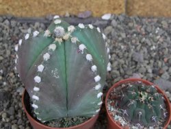 Astrophytum Z Jasenné pot 6,5 cm - 12407890