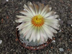 Astrophytum Z Jasenné variegata, pot 8 cm - 12407891