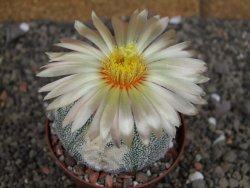 Astrophytum Z Jasenné variegata, pot 8 cm - 12407892