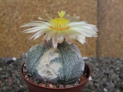 Astrophytum Z Jasenné variegata, pot 8 cm - 12407893