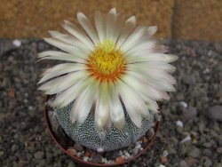 Astrophytum Z Jasenné variegata, pot 8 cm - 12407895