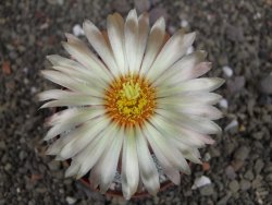 Astrophytum Z Jasenné variegata, pot 8 cm - 12407896