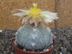 Astrophytum Z Jasenné variegata, pot 8 cm - 12407897