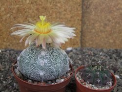Astrophytum Z Jasenné variegata, pot 8 cm - 12407898