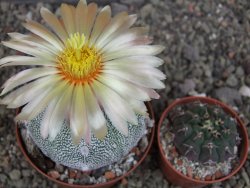 Astrophytum Z Jasenné variegata, pot 8 cm - 12407899