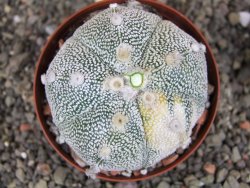 Astrophytum Z Jasenné variegata, pot 8 cm - 12407900