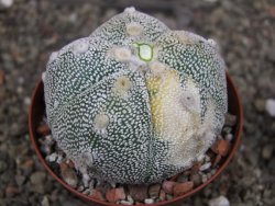 Astrophytum Z Jasenné variegata, pot 8 cm - 12407901
