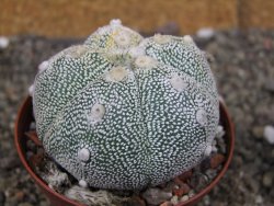 Astrophytum Z Jasenné variegata, pot 8 cm - 12407902