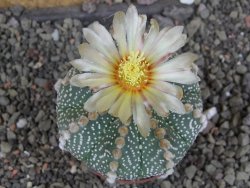Astrophytum asterias, květináč 5,5 cm - 12407904