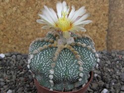 Astrophytum asterias, květináč 5,5 cm - 12407905