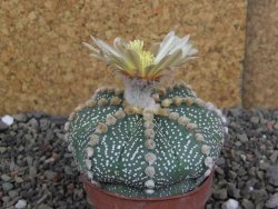 Astrophytum asterias, květináč 5,5 cm - 12407906