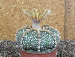 Astrophytum asterias, květináč 5,5 cm - 12407907