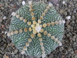 Astrophytum asterias, květináč 5,5 cm - 12407908