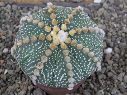 Astrophytum asterias, květináč 5,5 cm - 12407909