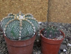 Astrophytum asterias, květináč 5,5 cm - 12407910