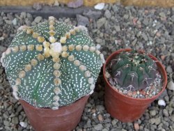 Astrophytum asterias, květináč 5,5 cm - 12407911