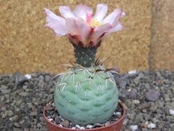 Tephrocactus geometricus pot 6,5 cm - 12407919