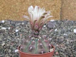 Gymnocalycium vatteri unguispinum, pot 5,5 cm - 12407966