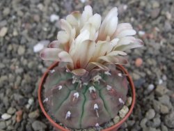 Gymnocalycium vatteri unguispinum, pot 5,5 cm - 12407967