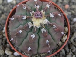 Gymnocalycium vatteri unguispinum, pot 5,5 cm - 12407968