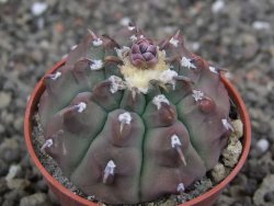 Gymnocalycium vatteri unguispinum, pot 5,5 cm - 12407969