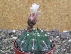 Gymnocalycium vatteri, pot 6,5 cm - 12407973